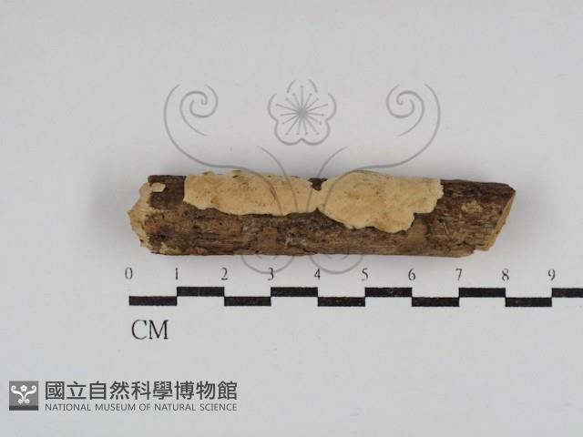 登錄號:F0028449藏品圖，第1張