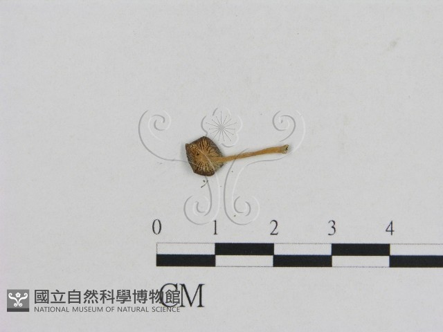 小菇屬藏品圖，第3張