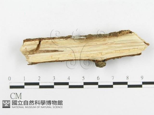 刺皮菌屬藏品圖，第3張