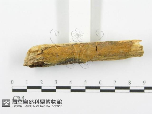 登錄號:F0000449藏品圖，第3張