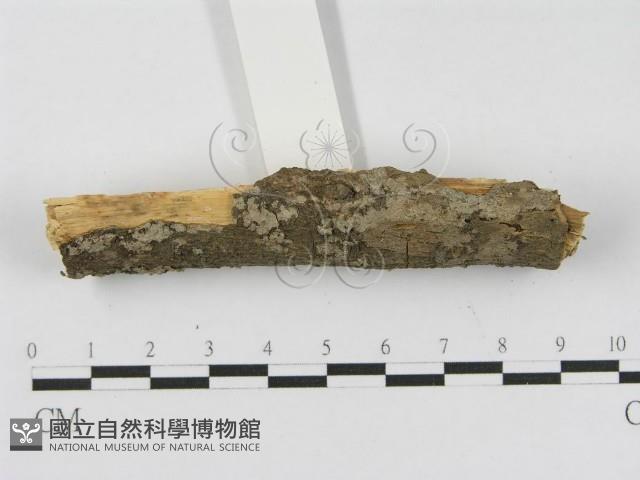 登錄號:F0010449藏品圖，第3張