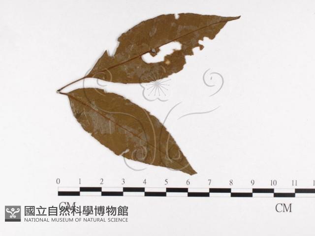 登錄號:F0026449藏品圖，第1張