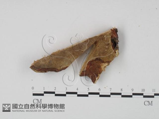 登錄號:F0006449藏品圖，第3張