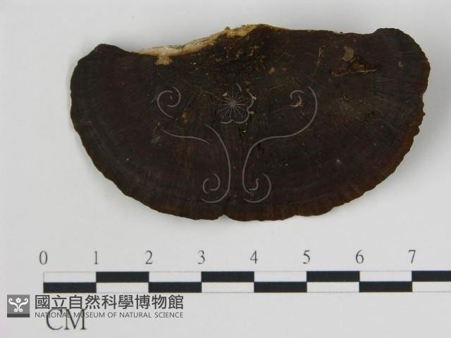 登錄號:F0016449藏品圖，第1張