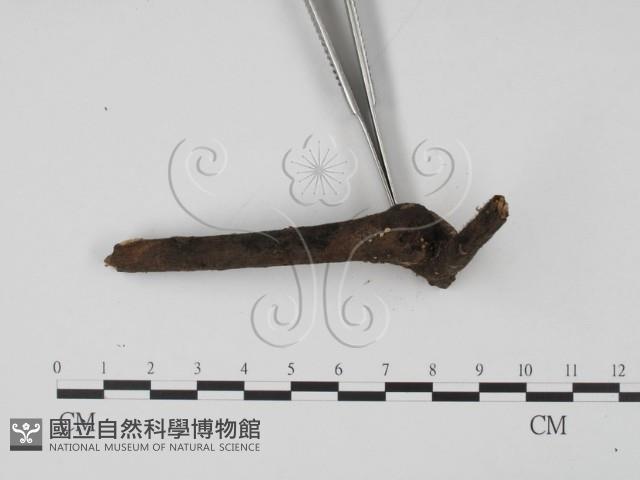 登錄號:F0001449藏品圖，第3張