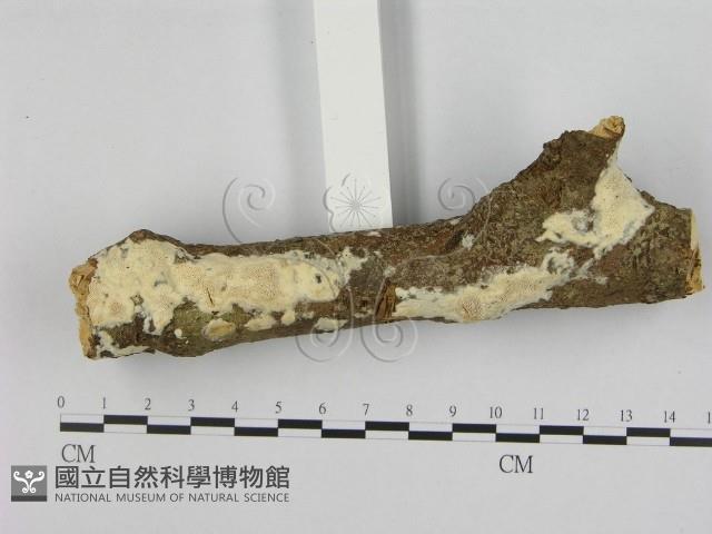 登錄號:F0002449藏品圖，第3張