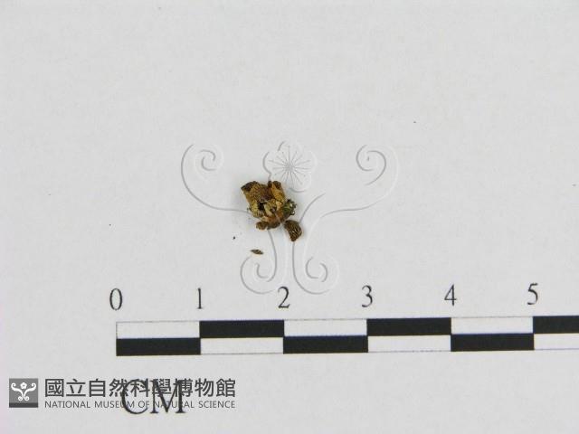 登錄號:F0012449藏品圖，第3張