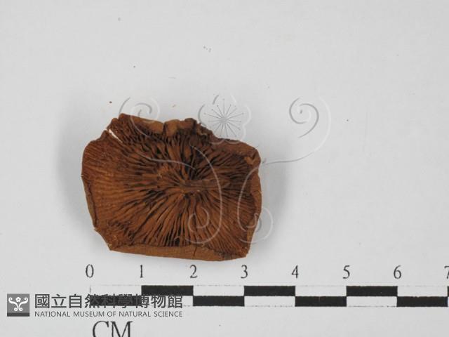 登錄號:F0027449藏品圖，第3張
