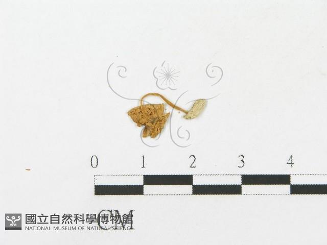 登錄號:F0005449藏品圖，第3張