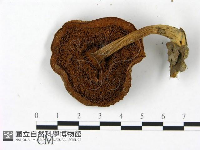 登錄號:F0023449藏品圖，第3張