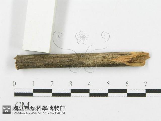 登錄號:F0013449藏品圖，第3張