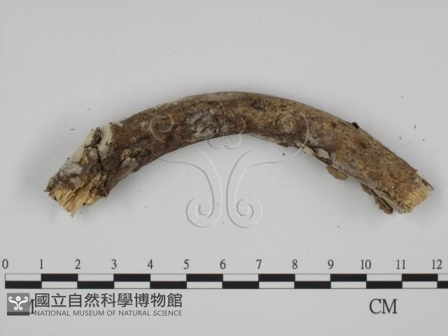 登錄號:F0008749藏品圖，第3張