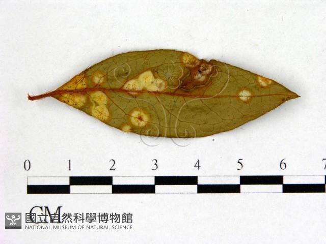 登錄號:F0020749藏品圖，第3張