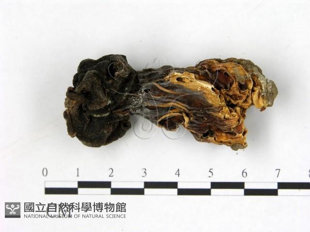 登錄號:F0000749藏品圖，第3張