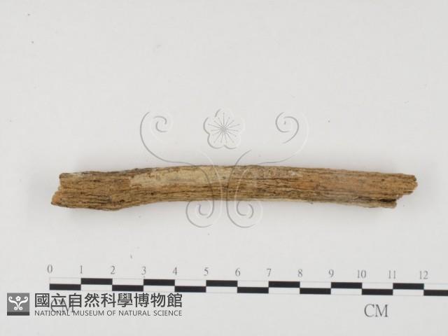冇骨消絲齒菌藏品圖，第3張