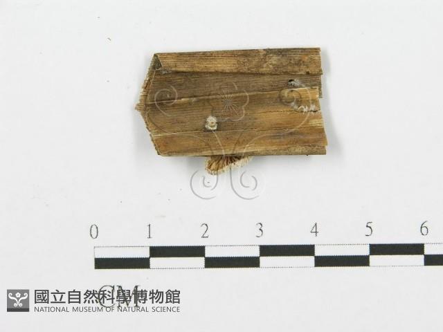裂褶菌藏品圖，第3張
