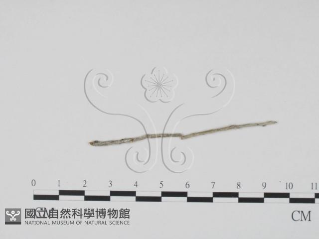 登錄號:F0011749藏品圖，第3張