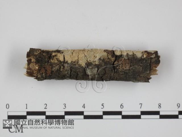 登錄號:F0024749藏品圖，第3張