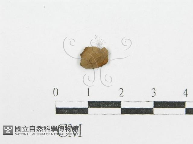 登錄號:F0004749藏品圖，第3張