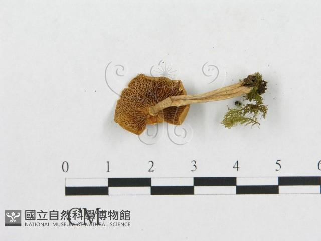 登錄號:F0012749藏品圖，第3張