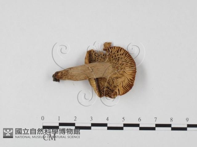 登錄號:F0025749藏品圖，第3張