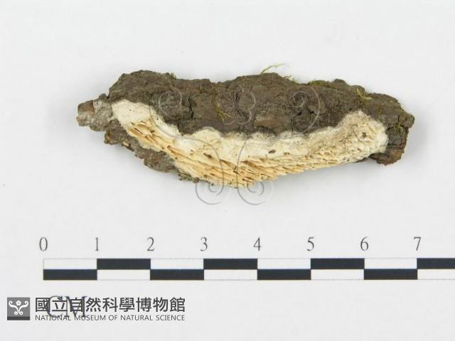 館號:F0019749藏品圖，第1張