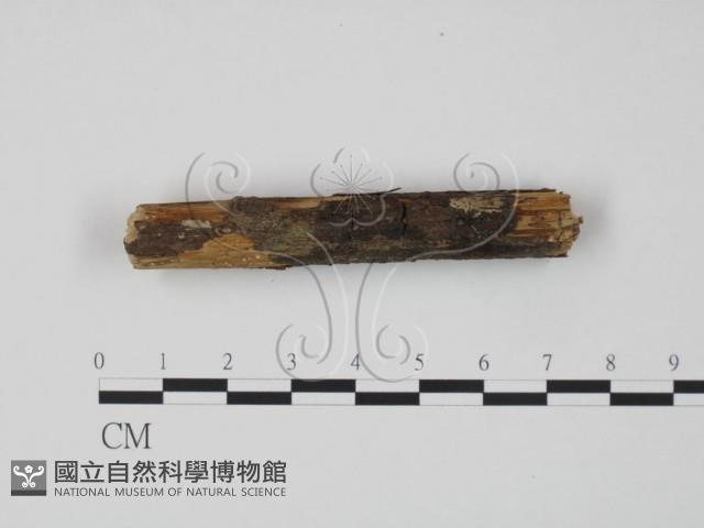 登錄號:F0013749藏品圖，第3張