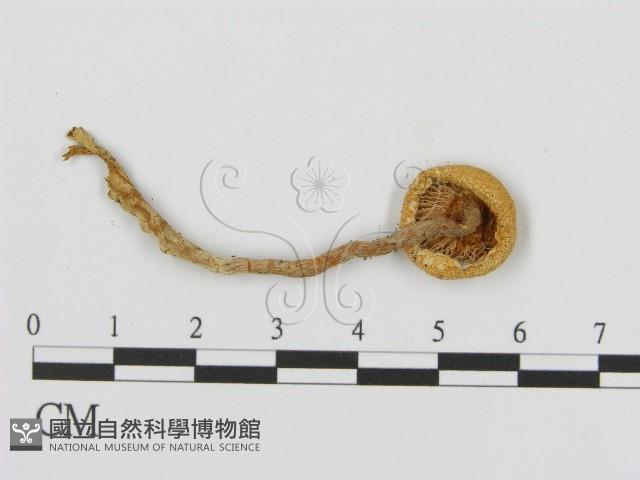 登錄號:F0008549藏品圖，第3張