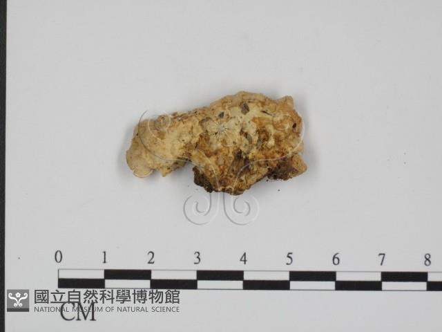 登錄號:F0010549藏品圖，第3張