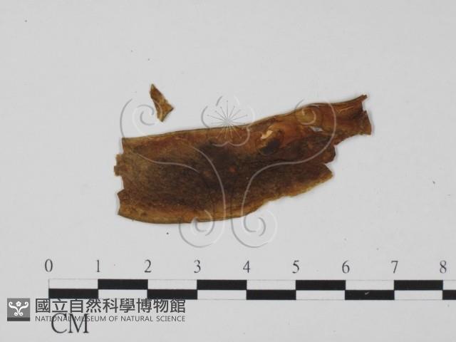 登錄號:F0011549藏品圖，第3張