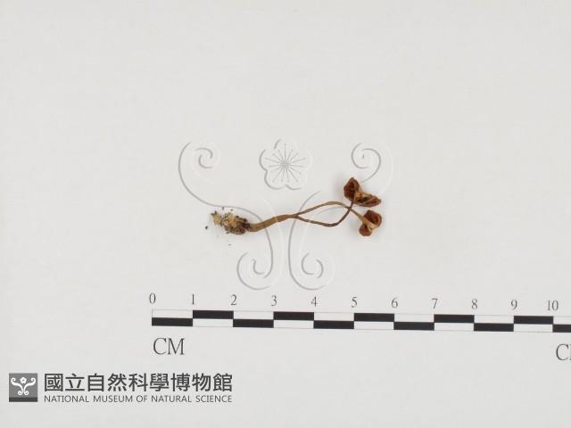 登錄號:F0024549藏品圖，第3張