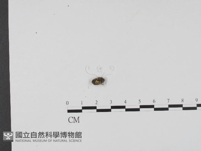登錄號:F0004549藏品圖，第3張