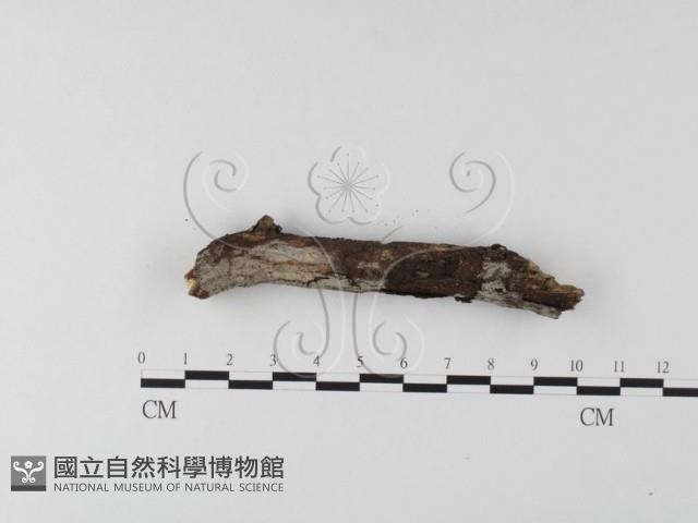 絲齒菌屬藏品圖，第3張