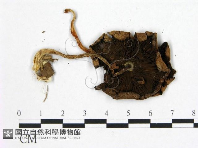 登錄號:F0005549藏品圖，第3張