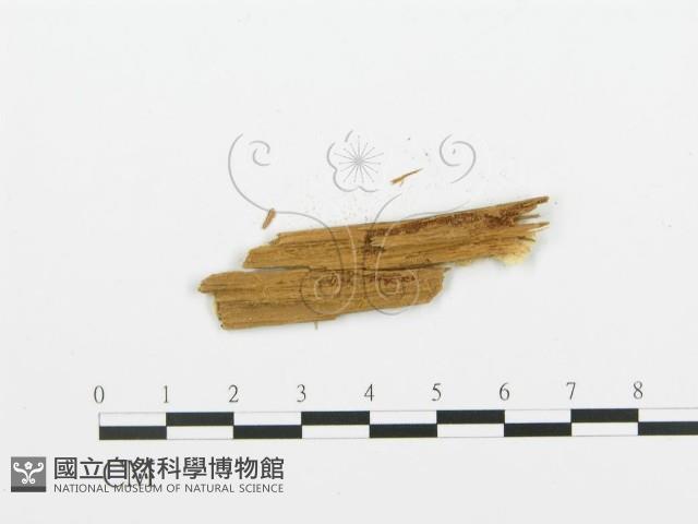 登錄號:F0009549藏品圖，第3張