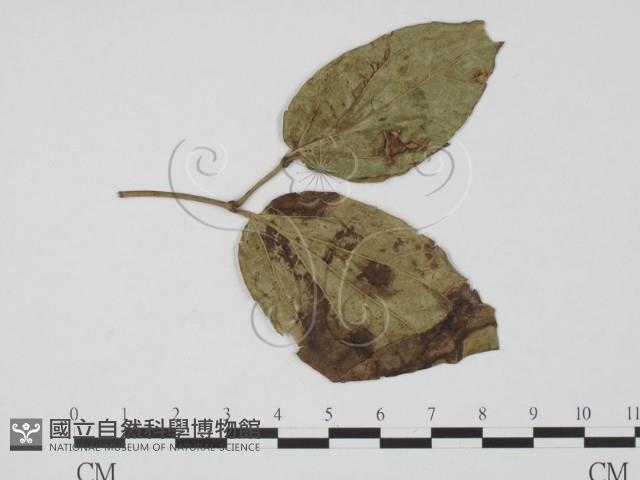 登錄號:F0019549藏品圖，第3張