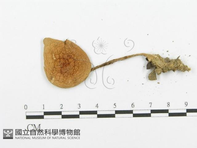 登錄號:F0003549藏品圖，第3張
