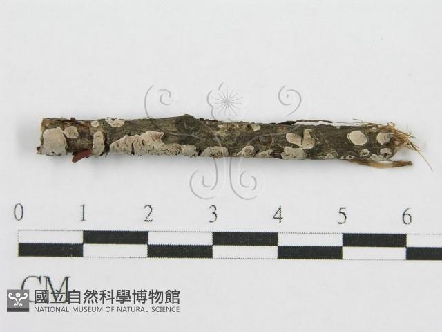 筍殼菌屬藏品圖，第3張