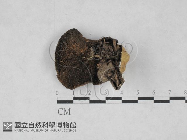 登錄號:F0028149藏品圖，第3張