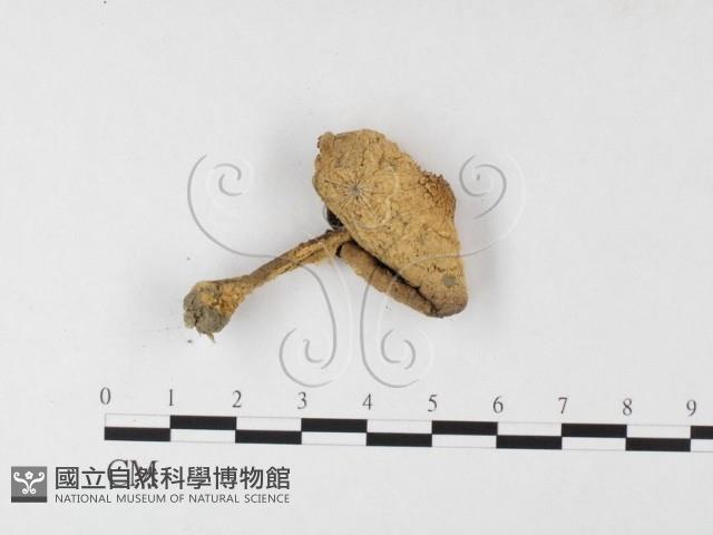 登錄號:F0026149藏品圖，第3張