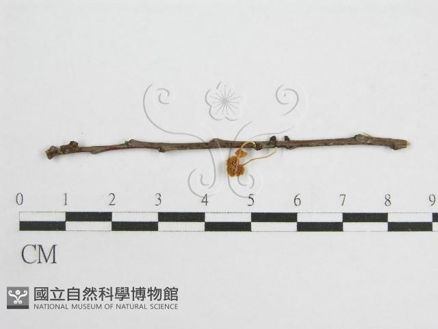微皮傘屬藏品圖，第3張