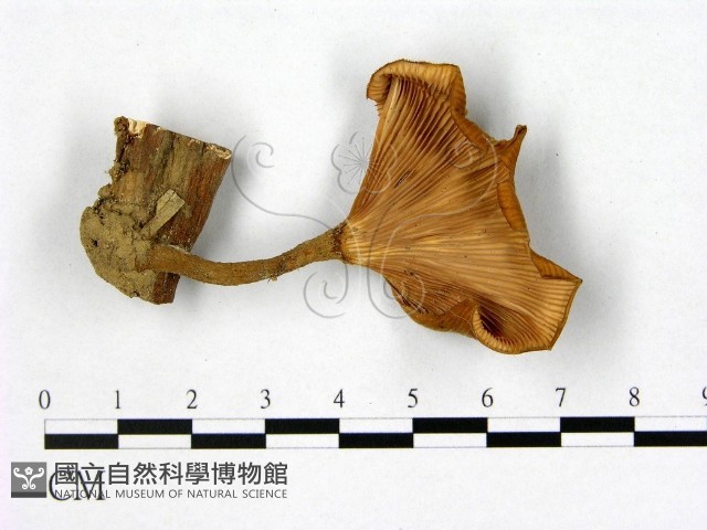 登錄號:F0011149藏品圖，第3張