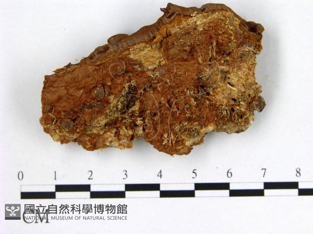 登錄號:F0014149藏品圖，第3張