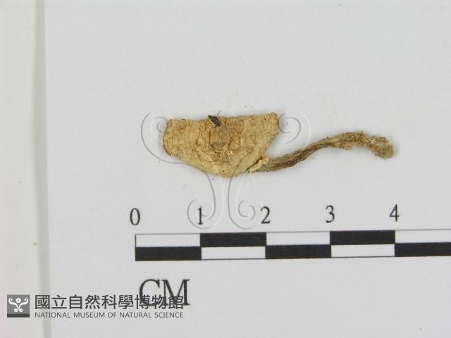 登錄號:F0002149藏品圖，第3張