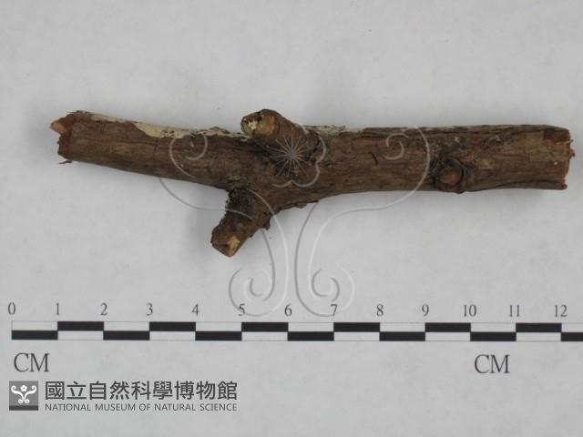 絲齒菌屬藏品圖，第3張