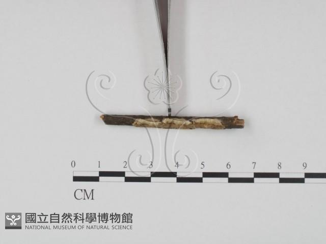 登錄號:F0009149藏品圖，第3張