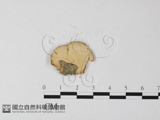 登錄號:F0013149藏品圖，第3張
