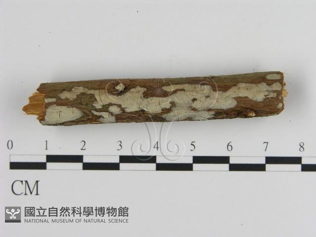 絲皮菌屬藏品圖，第1張