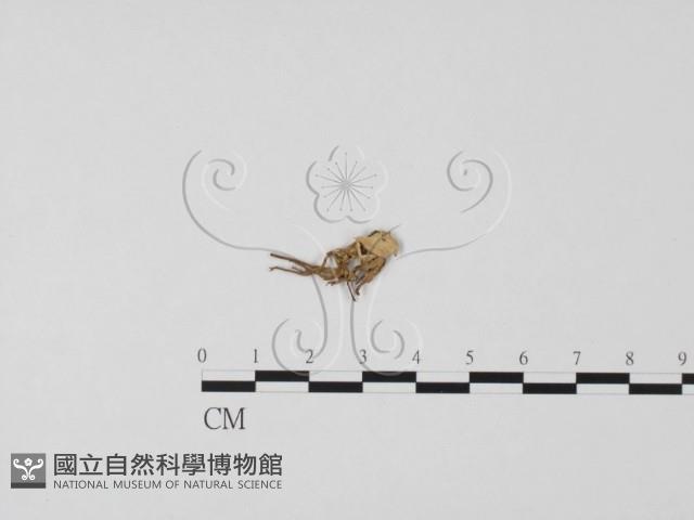 登錄號:F0010049藏品圖，第3張