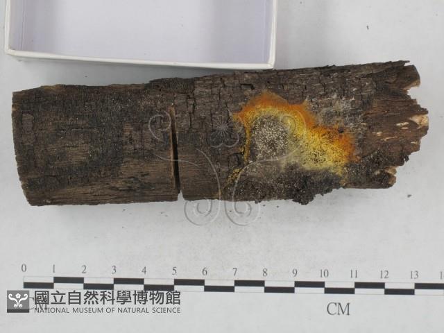 登錄號:F0021049藏品圖，第3張